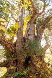 富山県の根大蛇杉